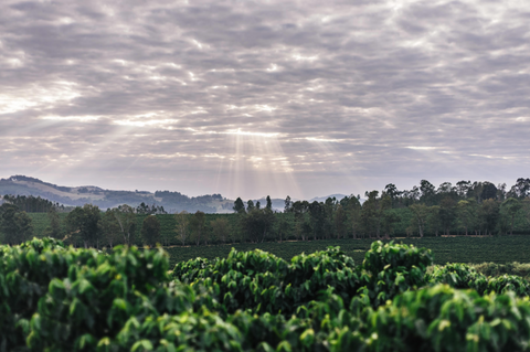 Sustainable Farming at Pinheiro